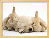Golden Retriever Puppy Sleeping Between Two Young Sandy Lop Rabbits