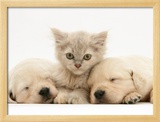 Lilac Tortoiseshell Kitten Between Two Sleeping Golden Retriever Puppies