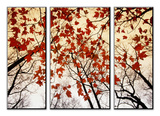 Bare Branches and Red Maple Leaves Growing Alongside the Highway