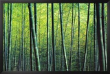 The Bamboo Grove