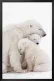 Buy Polar Bear Family at AllPosters.com