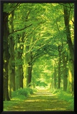 Forest Path Lamina Framed Poster