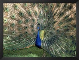 Male Peacock (Paro Cristatus)