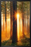 Buy Forest Sunbeams at AllPosters.com