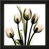 Buy Crystal Flowers X-ray, Tulip Bouquet at AllPosters.com