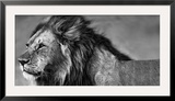 Lion Eyes