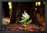 Buy Determination: Little Pine at AllPosters.com