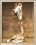 Giraffe, First Kiss