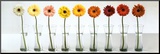 Gerbera Spectrum