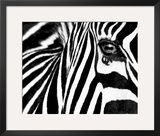 Black & White II (Zebra)