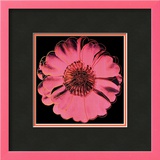 Buy Flower for Tacoma Dome, c. 1982 (black & pink) at AllPosters.com