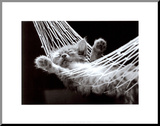 Cat Nap II