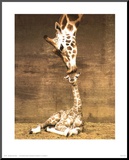 Giraffe, First Kiss