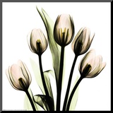 Buy Crystal Flowers X-ray, Tulip Bouquet at AllPosters.com