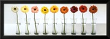 Gerbera Spectrum