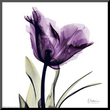 Royal Purple Parrot Tulip