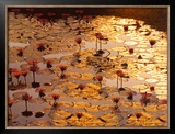 Buy Lotus Pond at AllPosters.com