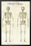 Buy Skeletal-System at AllPosters.com