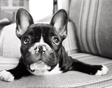 Hugo