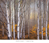 Buy Aspen in Fog at AllPosters.com