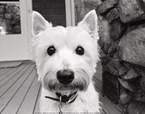 Rosie