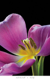 Pink Tulip
