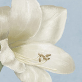 Buy White Amarylis I at AllPosters.com