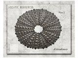 Buy Shell: Echinodermata at AllPosters.com