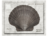 Buy Shell: Pectinidae Bivalvia, Scallops at AllPosters.com
