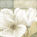 White Magnolia II