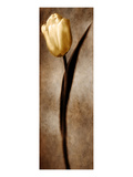 Buy Damask Tulip II at AllPosters.com