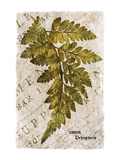 Buy Vintage Fern: Genus Dryopteris, Wood Fern at AllPosters.com