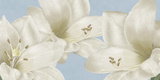 White Amarylis