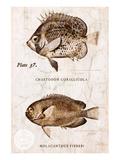 Buy Vintage Fish: Chaetodon Corallicola and Holacanthus Fisheri, Sunburst Butterflyfish and Angelfish at AllPosters.com