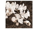Buy Sepia Orchid II at AllPosters.com