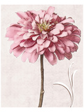 Buy Pink Zinnia I at AllPosters.com