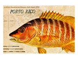 Buy Vintage Color Fish, Porto Rico: US Fish Commission Fish Hawk 1900 at AllPosters.com