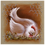 Poule Tete Basse