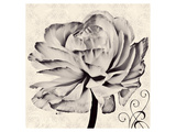 Buy Ranunculus V at AllPosters.com