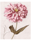 Buy Pink Zinnia II at AllPosters.com