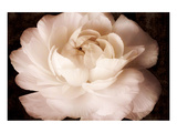 Buy Ranunculus VI at AllPosters.com