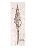 Buy Shell: Gastropoda Cerithiidae, Deep Water Sea Snail at AllPosters.com