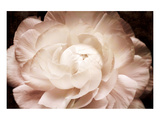 Buy Ranunculus 7 at AllPosters.com