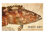 Buy Vintage Color Fish: Porto Rico, US Fish Commission Fish Hawk, 1899 at AllPosters.com