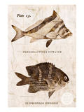 Buy Vintage Fish: Cheilodactylus Vittatus, Morwong and Glyphisodon Sindonis, Damselfish at AllPosters.com