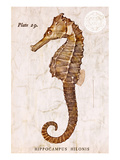 Buy Vintage Seahorse, Hippocampus Hilonis, Sea Horse at AllPosters.com