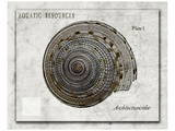 Buy Shell: Architectonicidae, Staircase Shell at AllPosters.com