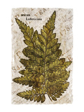 Buy Vintage Fern: Species Ludoviciana, Southern Wood Fern at AllPosters.com
