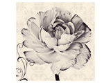 Buy Ranunculus IV at AllPosters.com