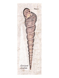 Buy Shell: Gastropoda, Cerithiidae, Mangrove Sea Snail at AllPosters.com